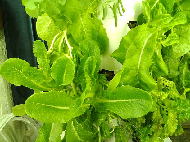 2025年春季，在南佛罗里达的家庭塔式花园中，郁郁葱葱的绿色植物通过水培方式生长，展现出一种情绪化的电影照片，旨在通过在家种植食物来应对通货膨胀。图片下载