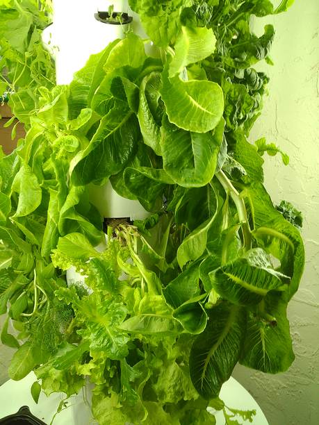 2025年春季，在南佛罗里达的家庭塔式花园中，郁郁葱葱的绿色植物通过水培方式生长，展现出一种情绪化的电影照片，旨在通过在家种植食物来应对通货膨胀。图片下载