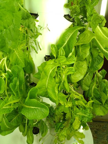 2025年春季，在南佛罗里达的家庭塔式花园中，郁郁葱葱的绿色植物通过水培方式生长，营造出一种情绪化的电影照片，旨在通过在家种植食物来应对通货膨胀。图片下载