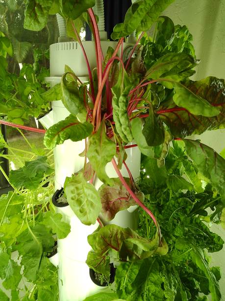 2025年春季，在南佛罗里达的家庭塔式花园中，郁郁葱葱的绿色植物通过水培方式生长，营造出一种情绪化的电影照片，旨在通过家庭种植食物来应对通货膨胀。图片下载