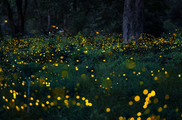 萤火虫在森林中飞舞。泰国普拉钦布里的灌木丛中夜晚的萤火虫。长时间曝光照片。图片下载