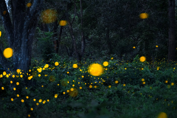 萤火虫在森林中飞舞。泰国普拉钦布里的灌木丛中夜晚的萤火虫。长时间曝光照片。图片下载