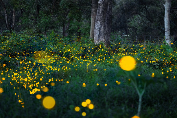 萤火虫在森林中飞舞。泰国普拉金布里夜间灌木丛中的萤火虫。长时间曝光照片。图片下载