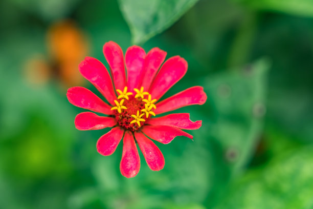一张生动多彩的照片，展示了一朵粉色和紫色的花朵，背景是深绿色的叶子。焦点在于一朵拥有多片花瓣的春季花朵。图片下载