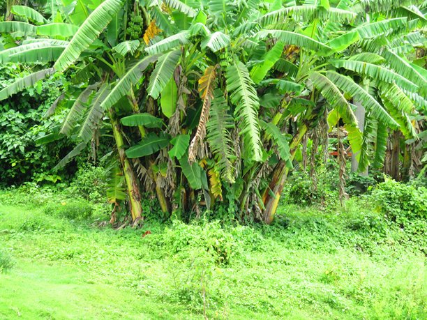 阳光照耀下的郁郁葱葱的香蕉叶，位于热带花园的风景照片中图片下载