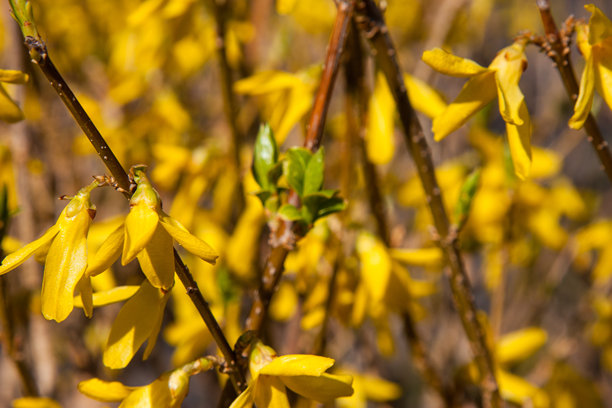 金钟花的特写照片。温暖的黄色背景上盛开的黄色花朵，聚焦于开花的金钟花。自然背景，留有设计花卉模板的空白空间。图片下载