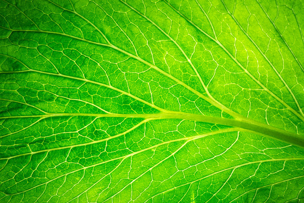 特写宏观绿色蔬菜叶子纹理，透光的绿色生菜叶子纹理的宏观照片。植物的抽象自然背景，具有对称的叶脉和网状图案。选择性对焦。图片下载
