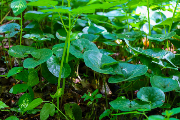 一株生长在树干上的火把菌，周围覆盖着鲜绿色的苔藓，形成了一幅详细的森林生态系统特写。这张图片突显了自然纹理、生物多样性以及野外的分解过程。图片下载