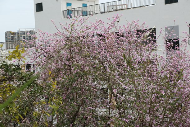 图片中央是一棵盛开着粉色花朵的紫荆花，旁边是白色的墙壁和黑色的瓦片。图片下载