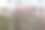 图片中央是一棵盛开着粉色花朵的紫荆花，旁边是白色的墙壁和黑色的瓦片。图片下载