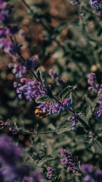 蜜蜂特写照片，正在从紫色猫薄荷花中吸取花蜜或花粉图片下载
