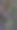 蜜蜂特写照片，正在从紫色猫薄荷花中吸取花蜜或花粉图片下载