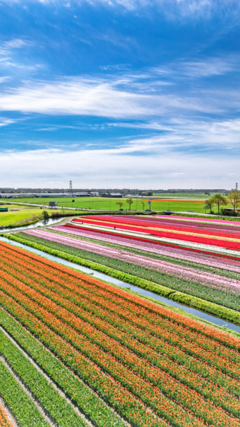 春季郁金香田的航拍视角，球茎田和盛开的郁金香，色彩斑斓的花卉背景，荷兰南荷兰省利塞，竖版图片图片下载