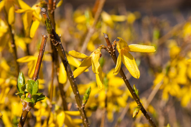 金钟花的特写照片。温暖的黄色背景上盛开的黄色花朵，选择性对焦的金钟花。自然背景，适合设计花卉模板的留白空间。图片下载
