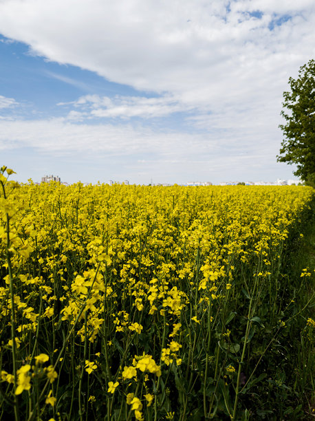 油菜花田，竖版图片图片下载