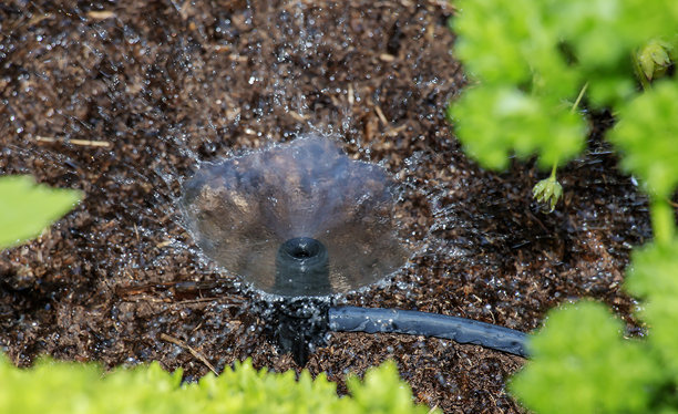 滴灌。照片展示了一个高架床的灌溉系统。迷迭香、莳萝、罗勒和草莓灌木得到了充分的浇水，以促进健康生长。图片下载