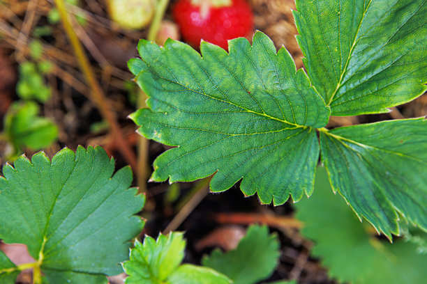 特写照片，展示了一片绿色草莓植物叶子，背景中有一颗成熟的红草莓，轻微模糊。柔和的焦点。图片下载