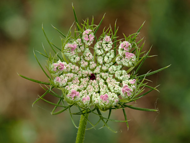 这张照片展示了一种野生植物——野胡萝卜（Daucus carota）。图片下载