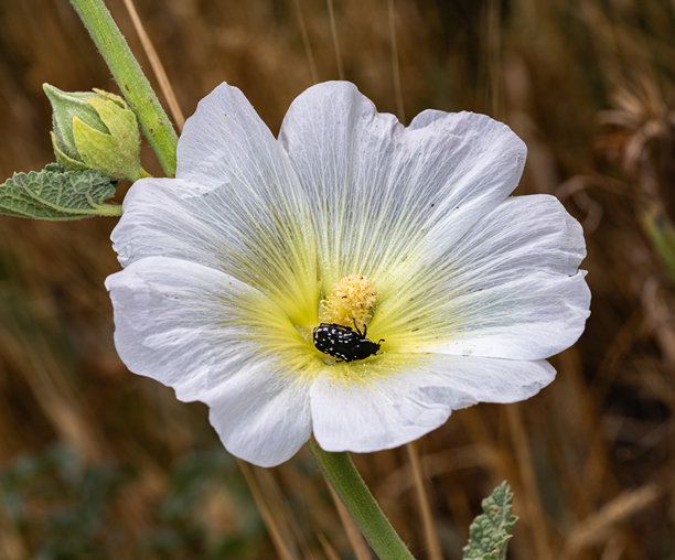 这张照片展示了一朵白色的锦葵科花朵，中央带有黄色。图片下载