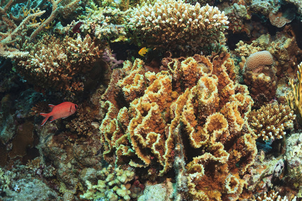 水下照片 珊瑚花园礁，士兵鱼，火珊瑚，桌状珊瑚，指状珊瑚，红海 海洋生物图片下载