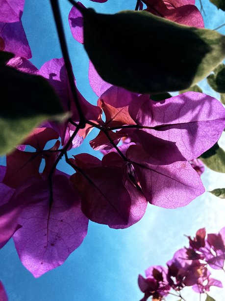 从下方拍摄花朵与天空的照片图片下载