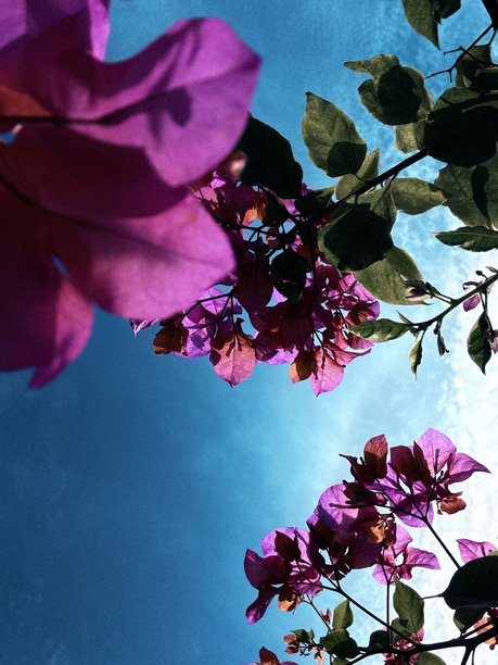 从下方拍摄花朵与天空的照片图片下载