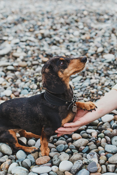 垂直照片，黑色腊肠犬在岩石海滩上将爪子放在一个人的手中，专注地仰望着。图片下载