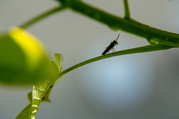 特写照片显示一只昆虫栖息在绿色植物茎上。图像突出了昆虫的轮廓，背景柔和模糊，呈现自然光效果。图片下载