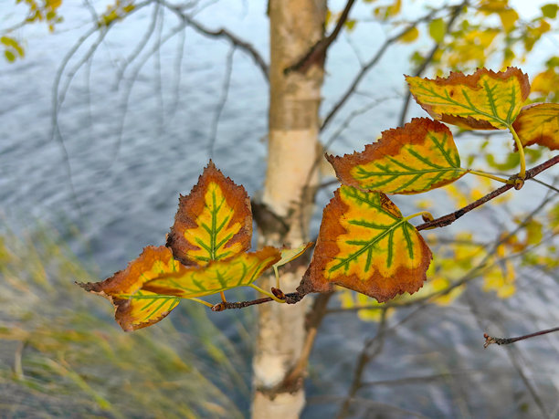 一棵白桦树的树干，枝条和黄橙色的叶子在秋天的湖面波浪上方形成美丽的特写图案。俄罗斯。下诺夫哥罗德。斯维特洛亚尔斯科耶湖。2024年9月。照片。图片下载