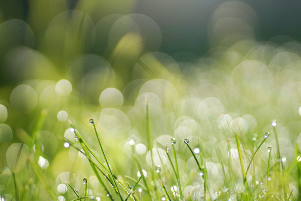 美丽的原始照片，特写年轻的草和露珠。图片下载
