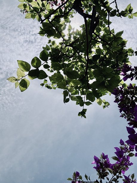 从下方拍摄花朵与天空的照片图片下载