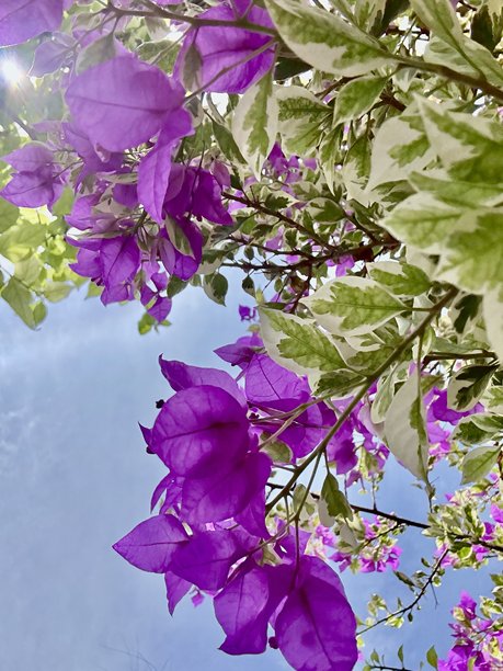 从下方拍摄花朵与天空的照片图片下载