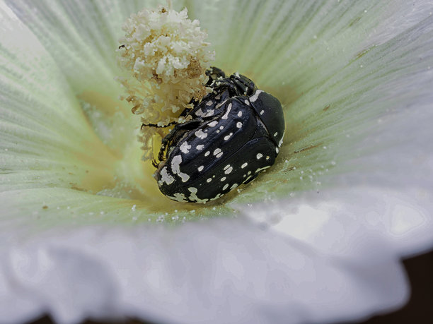 这张照片展示了一朵白色的锦葵科花朵，中央带有黄色。图片下载