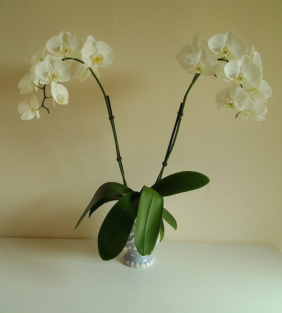 一张情绪化的胶卷照片，展示了一株白色兰花植物，放在一个迷人的蓝白相间的花盆中，背景为中性色调，拍摄于2025年6月。图片下载