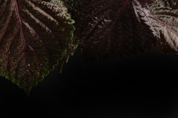 烟草种植园，绿叶葱葱。新鲜烟草叶的超微距特写。柔和的选择性焦点。为图片人工创造的颗粒感。图片下载