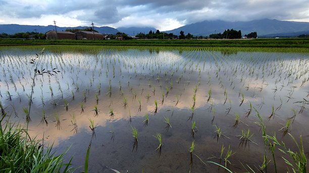 日落光影下的淹水稻田照片图片下载
