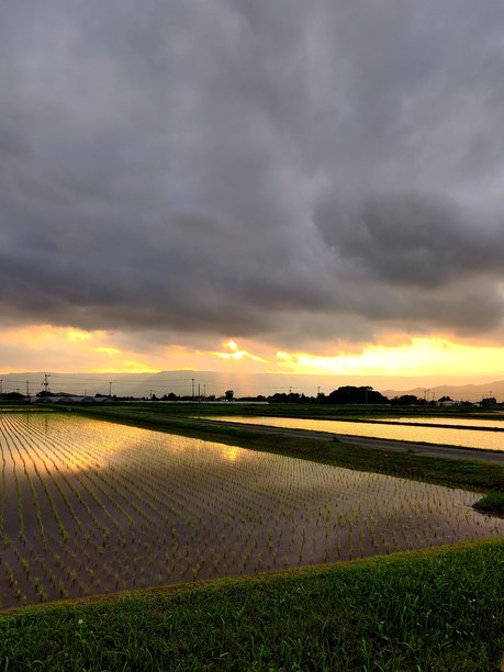 日落光影下的淹水稻田照片图片下载