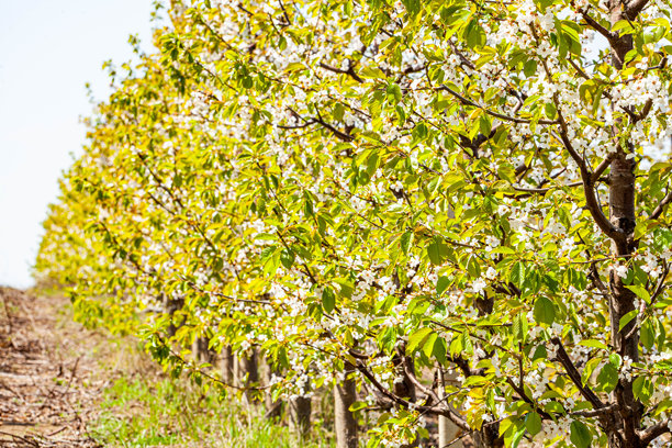 在一个神奇的阳光明媚的日子里，盛开的苹果 orchard。乌克兰的农业地区，欧洲。迷人花园中树木的风景画。春天的花果园。照片墙纸。大地的美。图片下载