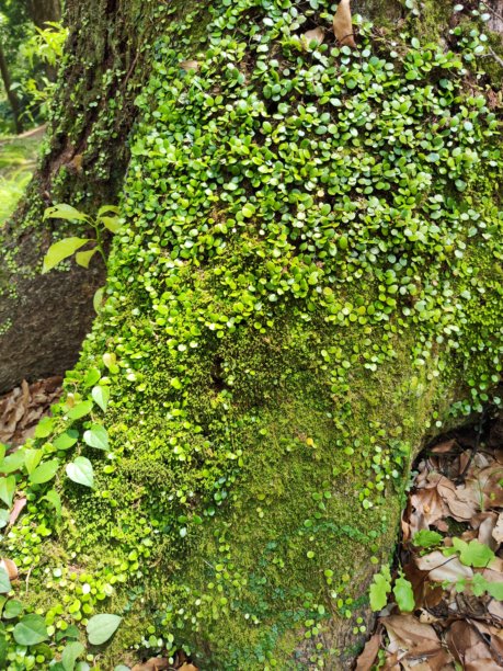 树木特写照片，覆盖着苔藓和树叶图片下载
