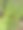 树木特写照片，覆盖着苔藓和树叶图片下载
