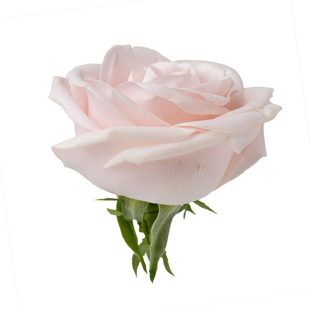 高质量的淡粉色玫瑰花朵PNG图片，背景为白色图片下载