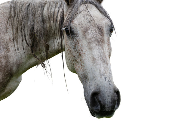 湿润的灰色马头特写，背景透明，眼神悲伤而富有表现力，鬃毛飘逸，适用于马术主题内容、动物权益活动和兽医视觉素材。图片下载