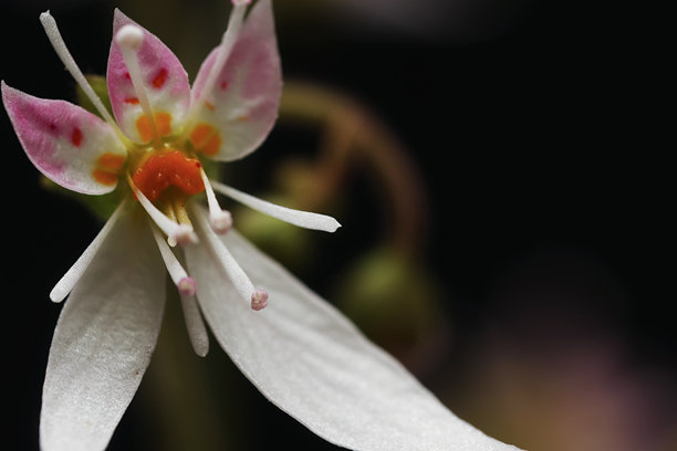 黑色背景下的石苔花特写照片。图片下载