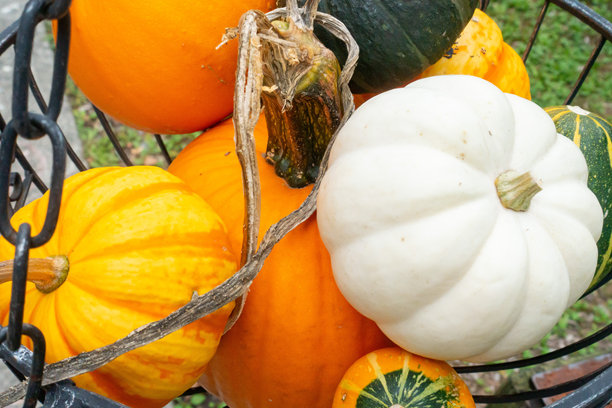 万圣节图片照片。活动图片。图片下载