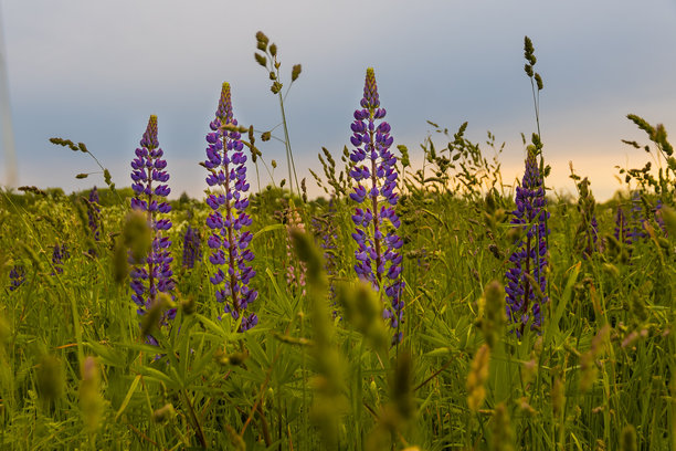 拉脱维亚开放草地上盛开的野生紫花苜蓿。夏季金色时光下盛开的紫花苜蓿照片。图片下载