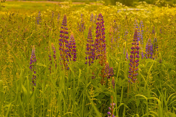 拉脱维亚开放草地上盛开的野生紫花苜蓿。夏季金色时光下盛开的紫花苜蓿照片。图片下载