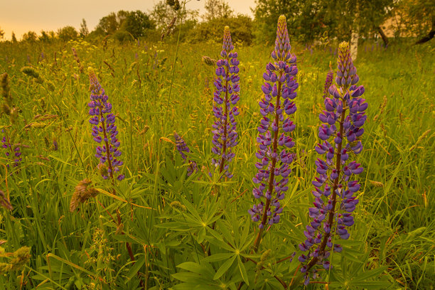 拉脱维亚开放草地上盛开的野生紫花苜蓿。夏季金色时光下盛开的紫花苜蓿照片。图片下载