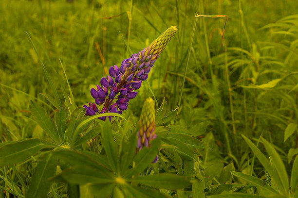 拉脱维亚开放草地上盛开的野生紫花苜蓿。夏季金色时光下盛开的紫花苜蓿照片。图片下载