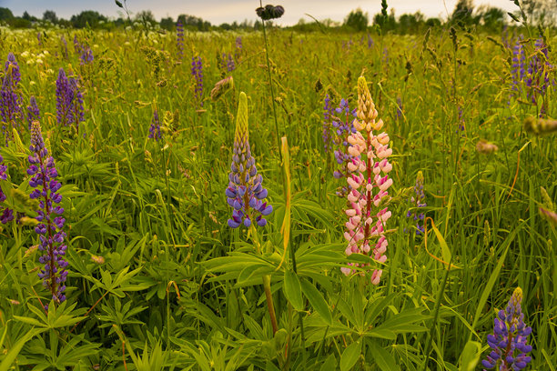 拉脱维亚开放草地上盛开的野生紫花苜蓿。夏季金色时光下盛开的紫花苜蓿照片。图片下载