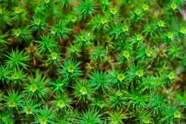一层复杂的绿色苔藓纹理，伴随着微小的星状生长，形成了一块连续的地毯。这张微距照片突显了微观植物世界的细腻美感，强调了自然的图案。图片下载
